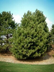 Сосна Чёрная (Pinus Nigra) купить по цене от 270.00р. в интернет-магазине «Посадика» с доставкой почтой в в Михайлове и по всей России – [изображение №1].