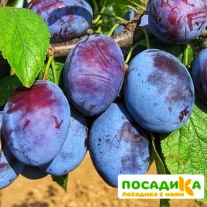 Слива Чачакская ранняя купить по цене от 229.00р. в интернет-магазине «Посадика» с доставкой почтой в в Михайлове и по всей России – [изображение №1].