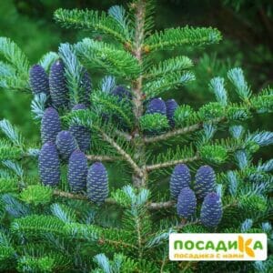 Пихта корейская (Abies koreana) купить по цене от 450.00р. в интернет-магазине «Посадика» с доставкой почтой в в Михайлове и по всей России – [изображение №1].