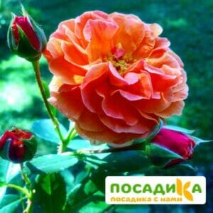 Роза Арабия купить по цене от 350.00р. в интернет-магазине «Посадика» с доставкой почтой в в Михайлове и по всей России – [изображение №1].