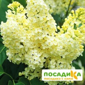 Сирень Примроуз (Primrose) купить по цене от 529.00р. в интернет-магазине «Посадика» с доставкой почтой в в Михайлове и по всей России – [изображение №1].