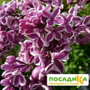 Сирень Сенсация купить по цене от 529.00р. в интернет-магазине «Посадика» с доставкой почтой в в Михайлове и по всей России – [изображение №1].