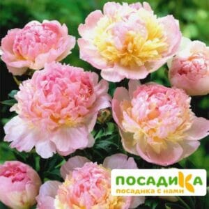 Пион Распберри Сандей (Paeonia Raspberry Sundae) купить по цене от 959р. в интернет-магазине «Посадика» с доставкой почтой в в Михайлове и по всей России – [изображение №1].