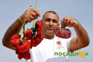 Клубника Гигант Джорнея купить по цене от 266р. в интернет-магазине «Посадика» с доставкой почтой в в Михайлове и по всей России – [изображение №1].