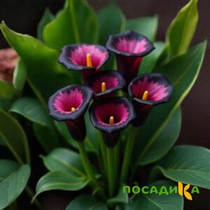 Калла Аура Лейс купить по цене от 400р. в интернет-магазине «Посадика» с доставкой почтой в в Михайлове и по всей России – [изображение №1].