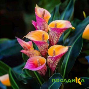 Калла Оникс купить по цене от 450р. в интернет-магазине «Посадика» с доставкой почтой в в Михайлове и по всей России – [изображение №1].