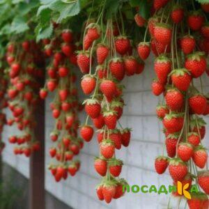 Клубника вьющаяся Комплимент купить по цене от 470р. в интернет-магазине «Посадика» с доставкой почтой в в Михайлове и по всей России – [изображение №1].