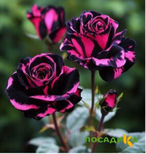 Роза Багровый Шепот купить по цене от 366р. в интернет-магазине «Посадика» с доставкой почтой в в Михайлове и по всей России – [изображение №1].