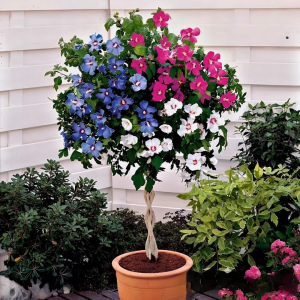 Гибискус-Дерево Триколор купить по цене от 289р. в интернет-магазине «Посадика» с доставкой почтой в в Михайлове и по всей России – [изображение №1].