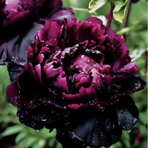 Пион Темный Сад купить по цене от 421р. в интернет-магазине «Посадика» с доставкой почтой в в Михайлове и по всей России – [изображение №1].