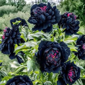 Пион древовидный Сердце Афродиты купить по цене от 600р. в интернет-магазине «Посадика» с доставкой почтой в в Михайлове и по всей России – [изображение №1].