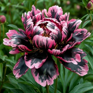 Пион Дроп Руби купить по цене от 469р. в интернет-магазине «Посадика» с доставкой почтой в в Михайлове и по всей России – [изображение №1].