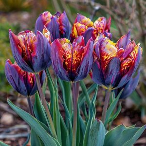 Тюльпан Опал Дрим купить по цене от 207р. в интернет-магазине «Посадика» с доставкой почтой в в Михайлове и по всей России – [изображение №1].