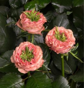 Роза Амбер Инчант купить по цене от 495р. в интернет-магазине «Посадика» с доставкой почтой в в Михайлове и по всей России – [изображение №1].